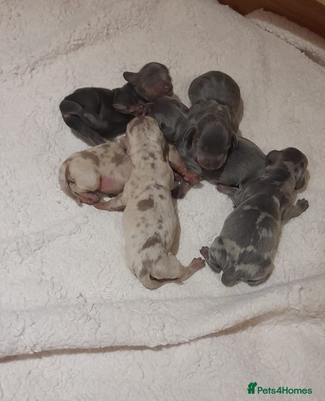 Miniature Dachshund dogs for sale: 6 Miniature dacshund puppies  - Advert 5