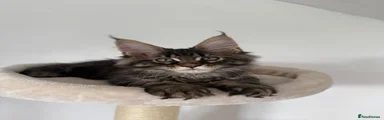 Maine Coon 4