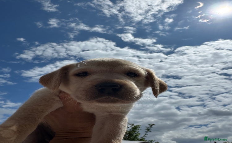 Labrador Retriever dogs - Advert 9
