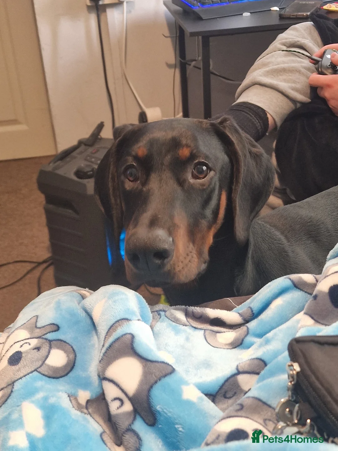 Dobermann dogs for sale: Dobermann pup - Advert 1