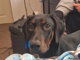 Dobermann dogs Dobermann pup - Advert 1