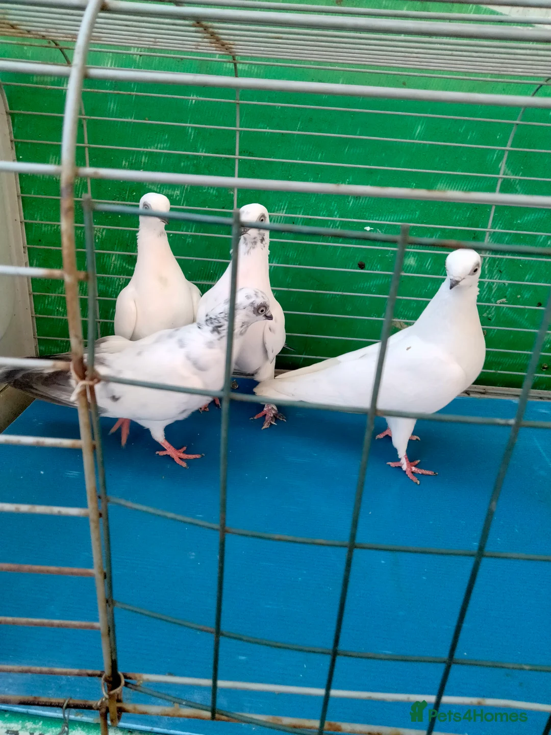 Pigeons birds for sale: Pigeones for sale in London hackney  - Advert 4
