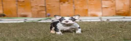 French Bulldog dogs for sale: QUALITY!! HEALTH CLEAR!! FRENCH BULLDOG PUPS!  in Durham - Advert 7