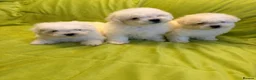 Bichon Frise dogs for sale: Bishon Frise Puppes  - Advert 1