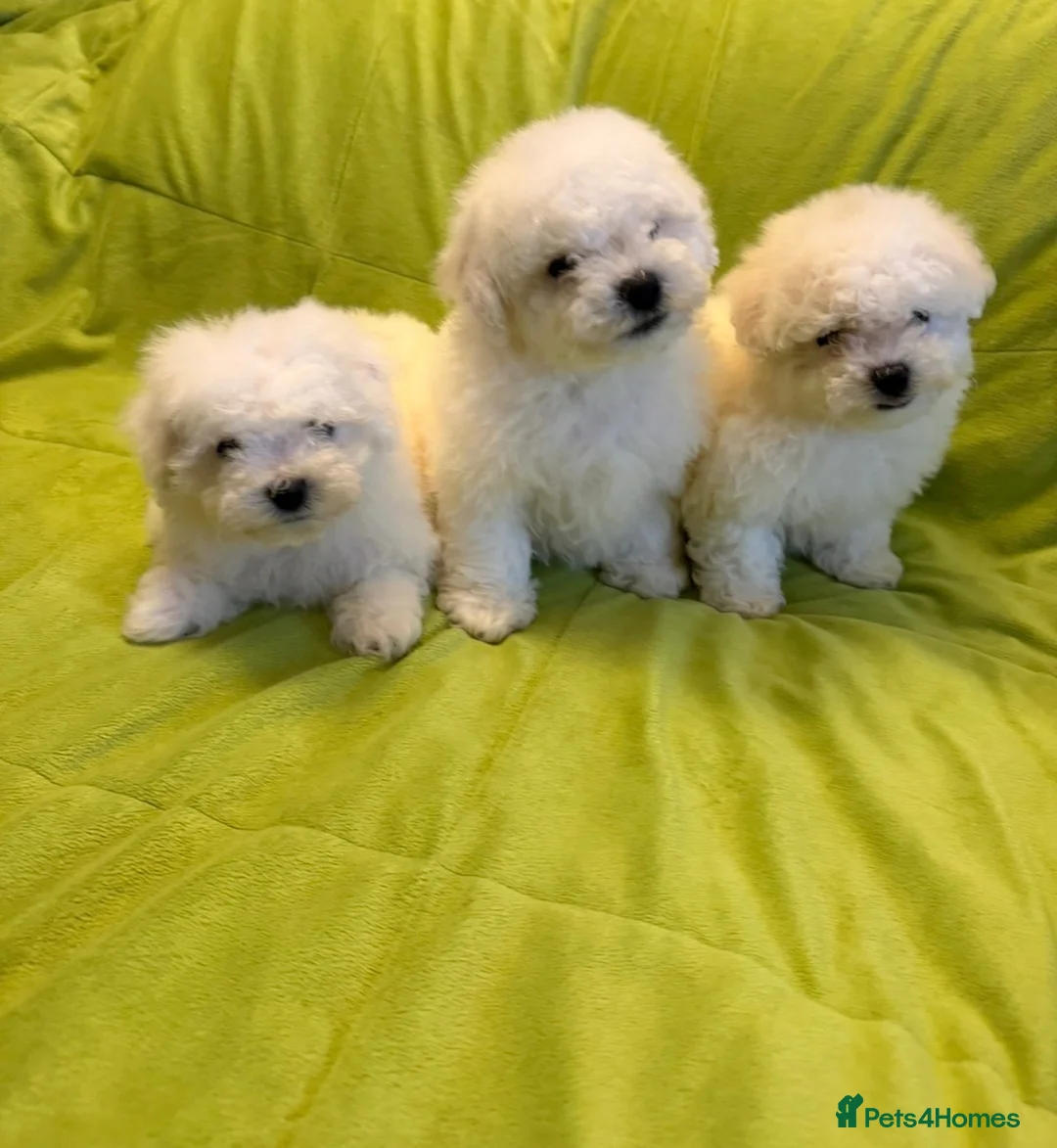 Bichon Frise dogs for sale: Bishon Frise Puppes  - Advert 1