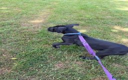 Cane Corso dogs for sale: Cane Corso  - Image 4