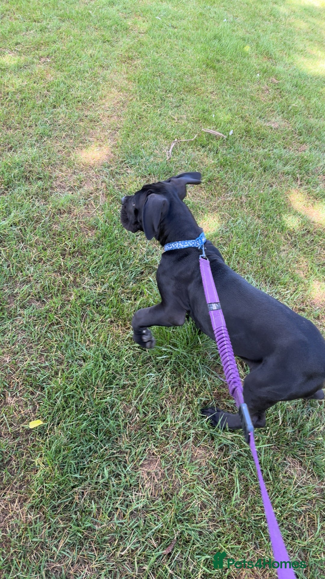 Cane Corso dogs for sale: Cane Corso  - Image 4