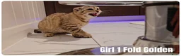 Scottish Fold cats for sale: 🐾 Beautiful Scottish Fold & British Shorthair - Advert 25