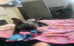 French Bulldog dogs for sale: French bulldog - Image 3