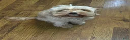 Cavapoo dogs for sale: Cavapoo for rehome in Coventry - Advert 3