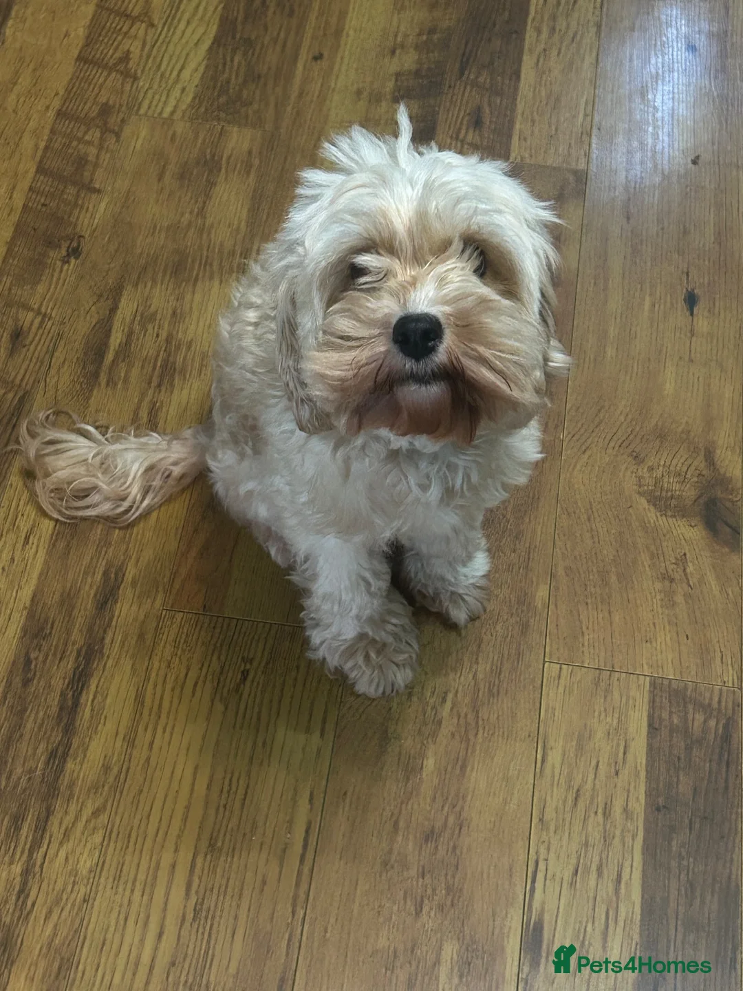 Cavapoo dogs for sale: Cavapoo for rehome in Coventry - Advert 3