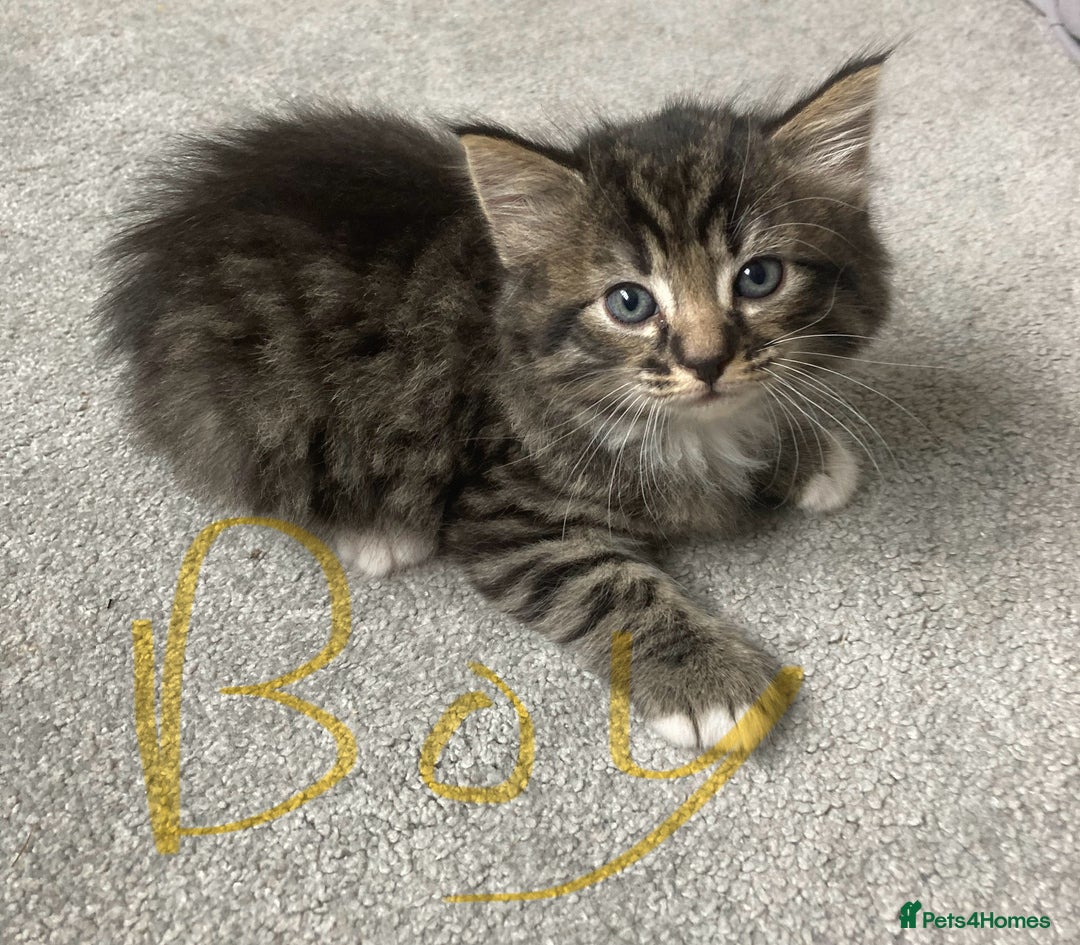 Mixed Breed cats for sale: Big fluffy kittens for sale part Maine coon - Image 19