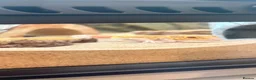Leopard Gecko reptiles for sale: Albino Leopard Gecko in Penrith - Advert 7