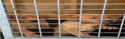 Labrador Retriever dogs for sale: Labrador puppies for sale - Advert 6
