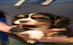 Cavalier King Charles Spaniel dogs for sale: Cavalier King Charles Puppies Available - Image 17