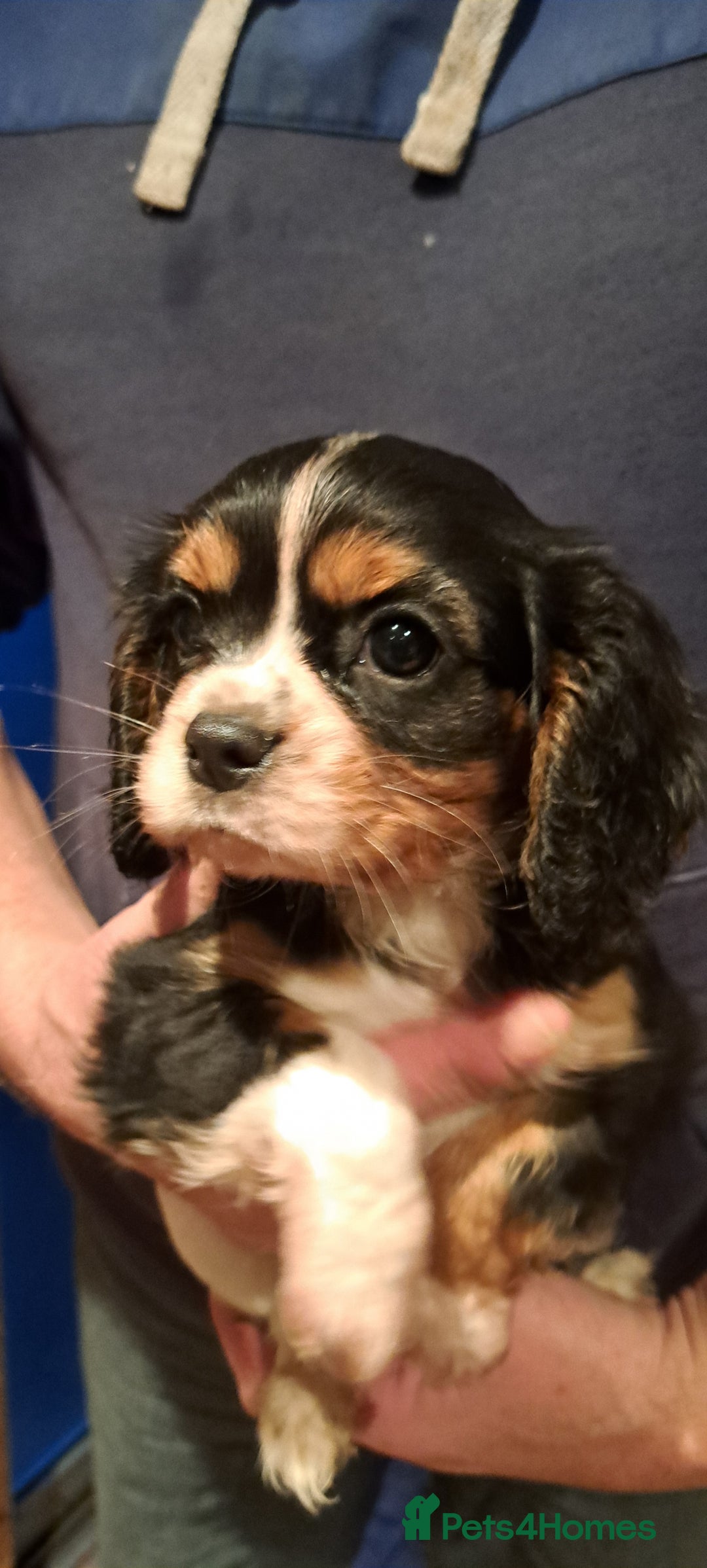 Cavalier King Charles Spaniel dogs for sale: Cavalier King Charles Puppies Available - Image 17