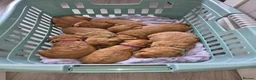 Cockapoo dogs for sale: Stunning Red F1B Cockapoos in Glasgow - Advert 11
