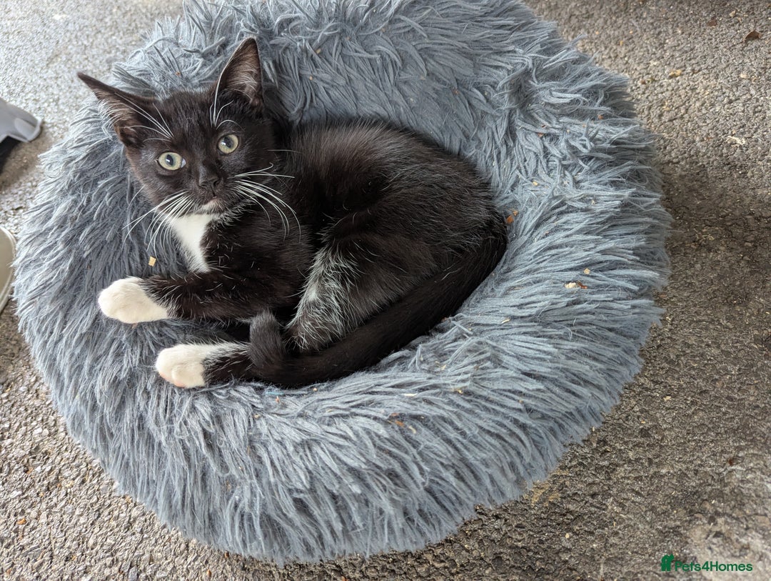 Domestic Shorthair cats for sale: Cats requiring living homes  - Image 3