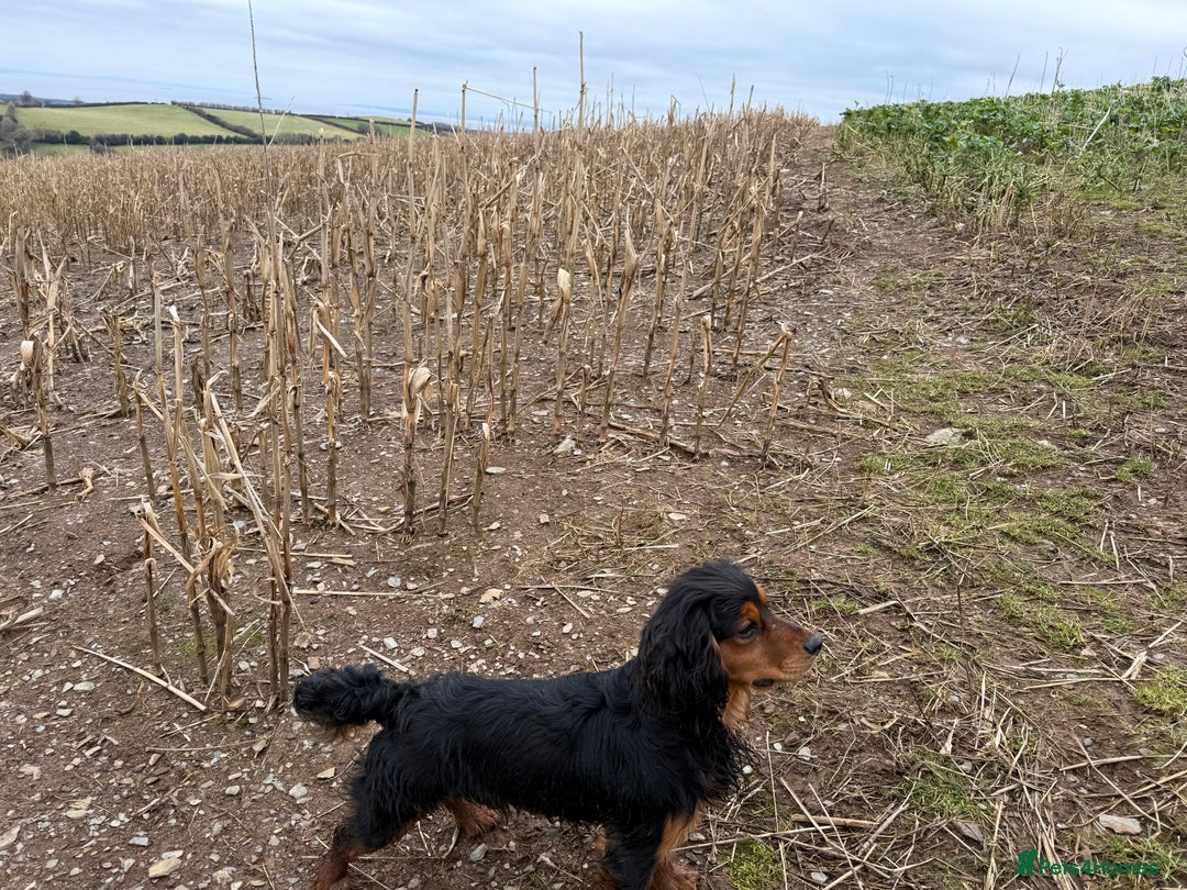 Cocker Spaniel dogs for stud: Black and tan cocker stud dog  - Image 2