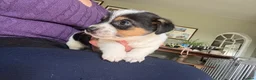 Jack Russell dogs for sale: Gorgeous working traditional Jacks - readu - Advert 3