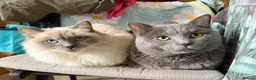 Mixed Breed cats for sale: Beautiful kittens to go to a good home  - Advert 1