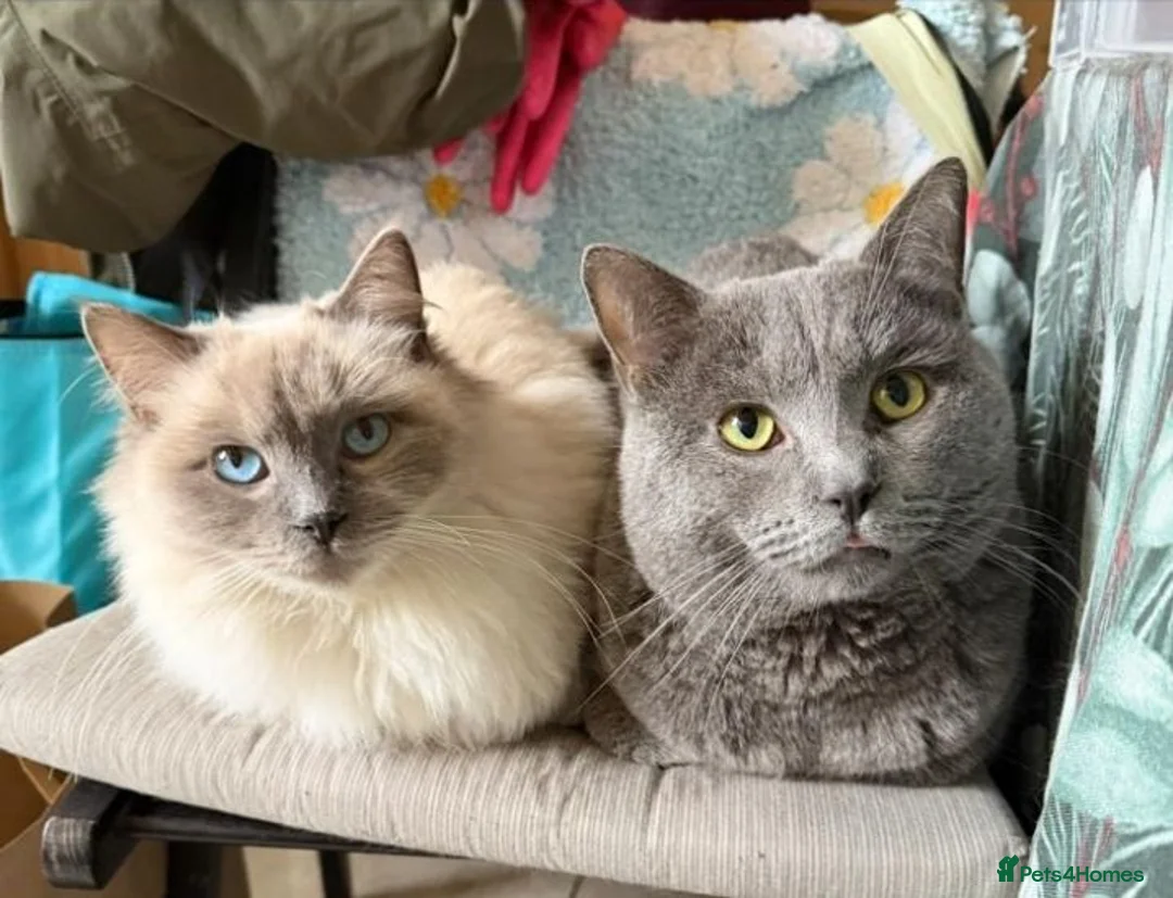 Mixed Breed cats for sale: Beautiful kittens to go to a good home  - Advert 1
