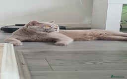 British Shorthair cats for stud:  Stunning pedigree Sir Arnold  in Bradford - Image 2