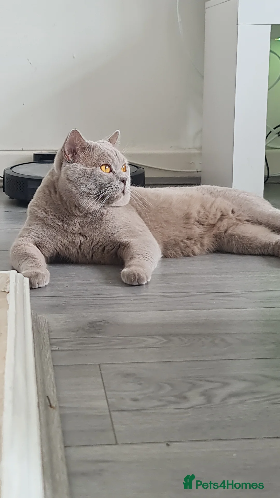 British Shorthair cats for stud: For stud lilac boy Sir Arnold (carries choc gene) in Bradford - Advert 3