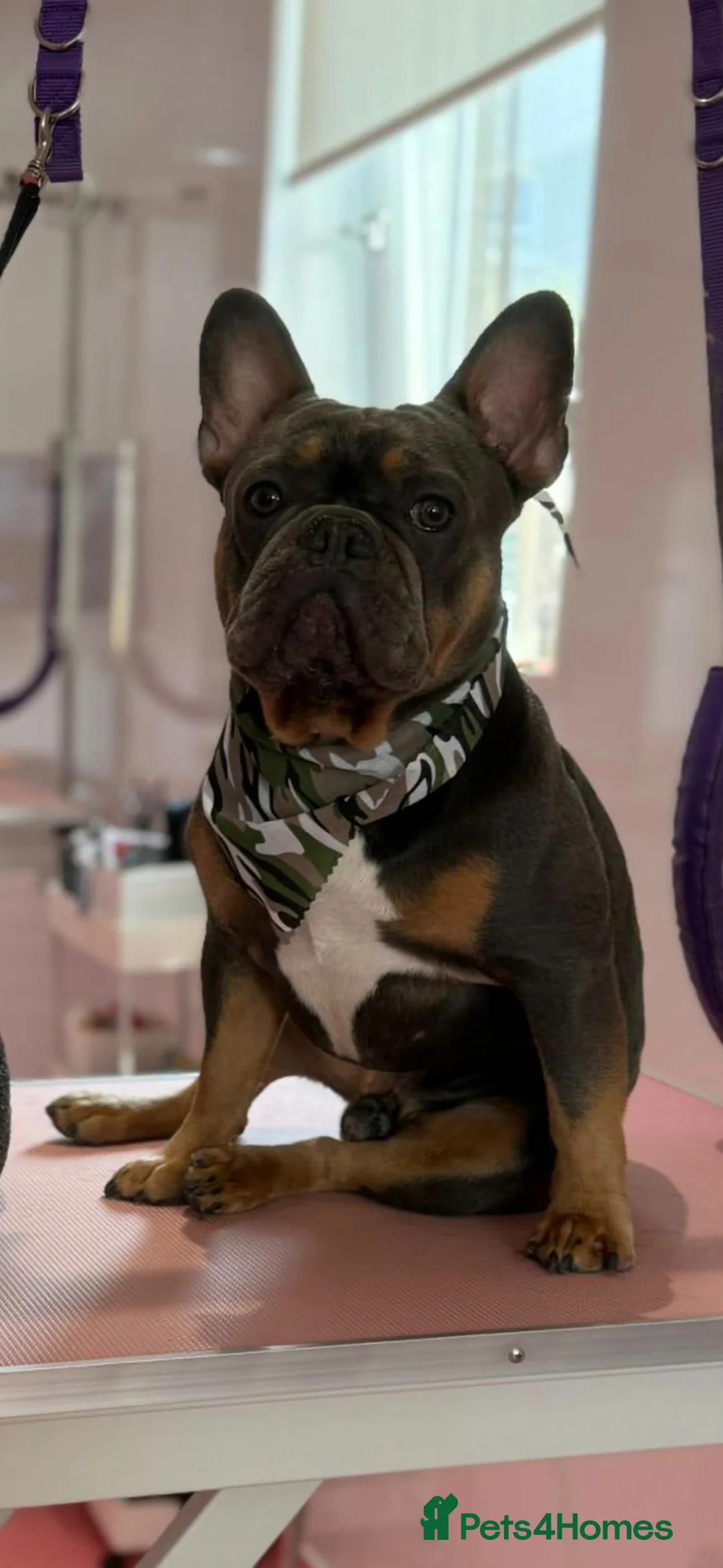 French Bulldog dogs for sale: French Bulldog Puppies! - Advert 2