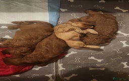 Cavapoo dogs for sale: 🐾 F1B Cavapoo Puppies – Ready 5th September 🐾 - Image 1