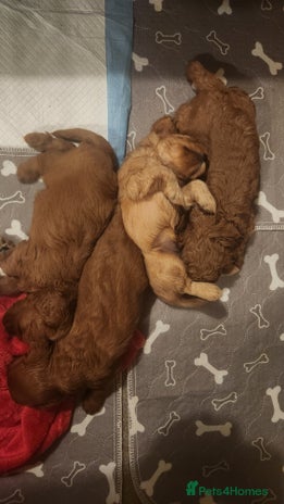 Cavapoo dogs - Advert 1