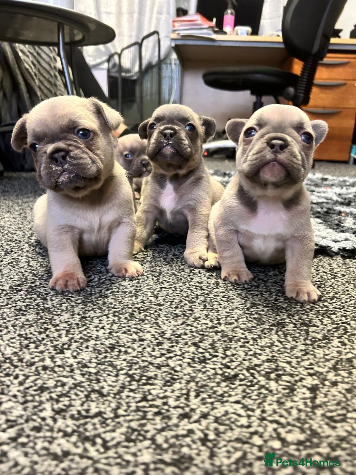 French Bulldog dogs Quality Healthy French bulldogs puppies available - Advert 13