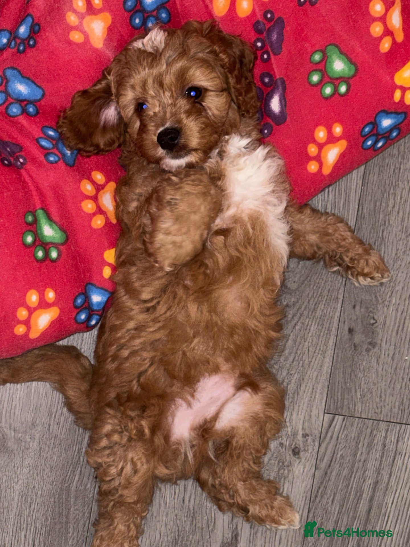 Cavapoo dogs Cavapoo puppies  - Advert 1