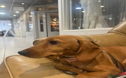 Mixed Breed dogs for sale: Hungarian Vizsla Mix - Image 3