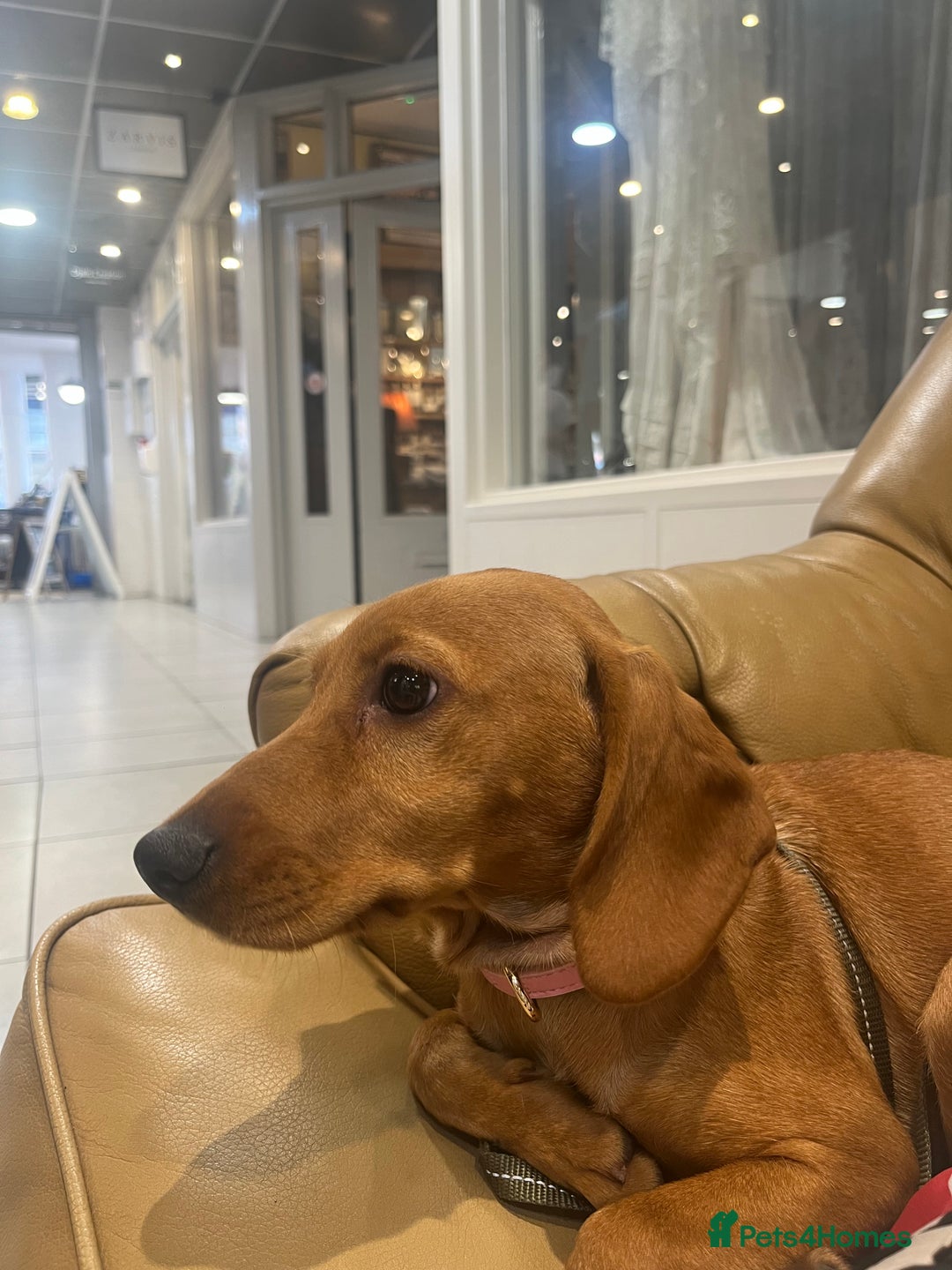 Mixed Breed dogs for sale: Hungarian Vizsla Mix - Image 3