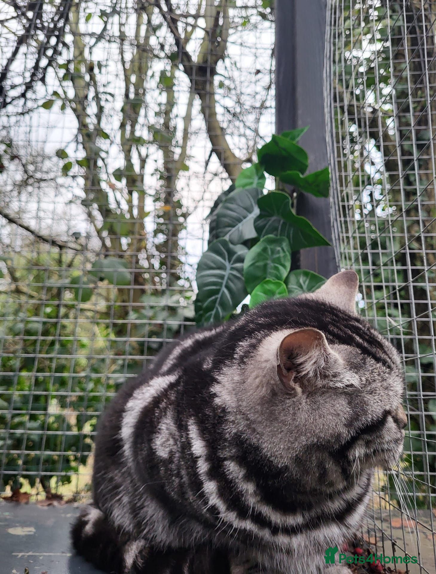 British Shorthair cats 😻 Gorgeous Phoebe for Sale! 😻Pedigree BSH Tabby - Advert 2