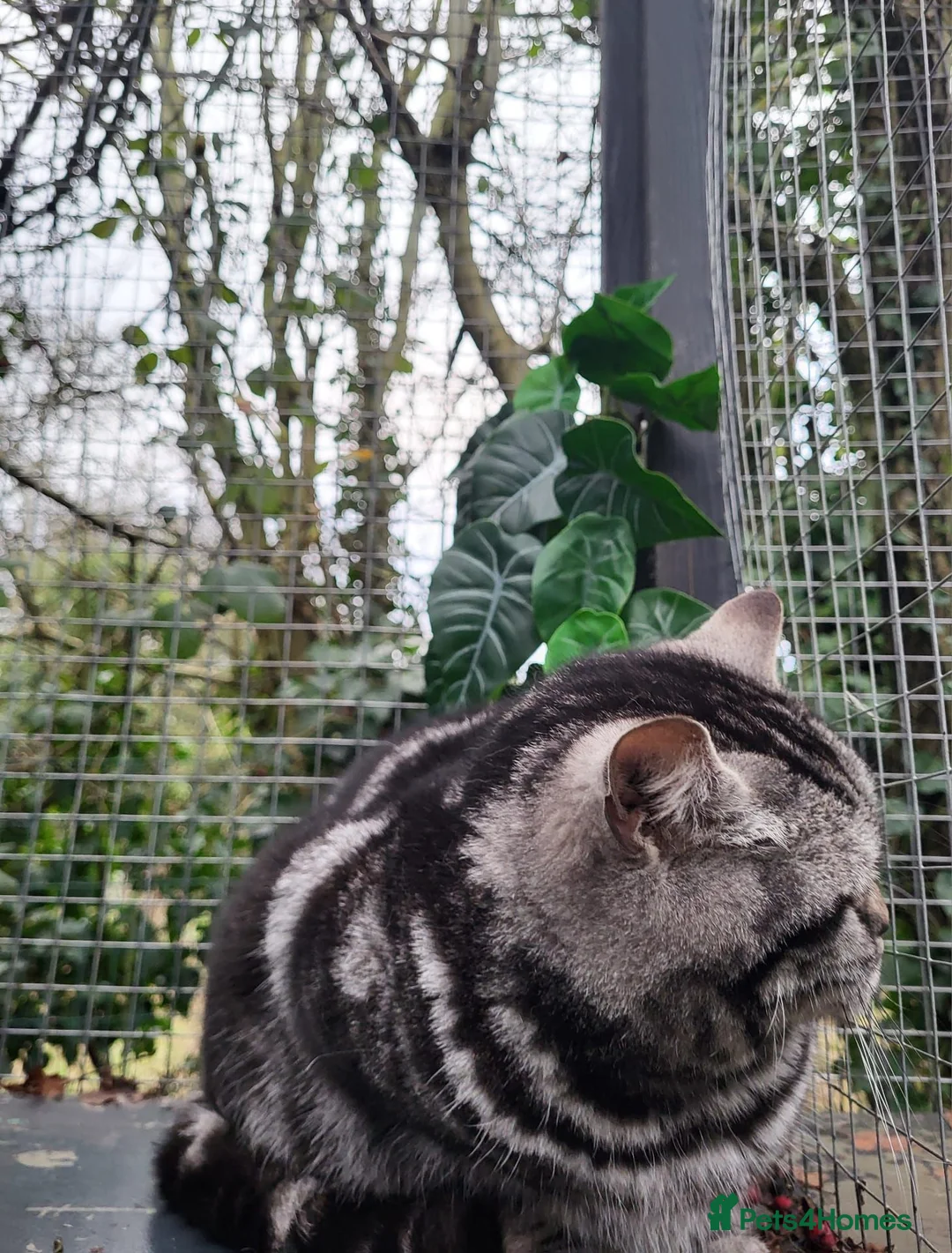 British Shorthair cats for sale: 😻 Gorgeous Phoebe for Sale! 😻Pedigree BSH Tabby - Advert 2