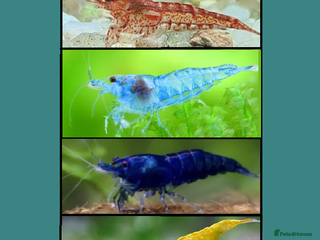 Shrimps fish 🔥Juv. RED, BLUE & YELLOW SHRIMP🦐 + free plant 🍃 - Advert 7