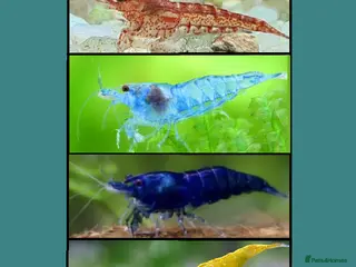 Shrimps fish 🔥Juv. RED, BLUE & YELLOW SHRIMP🦐 + free plant 🍃 - Advert 5