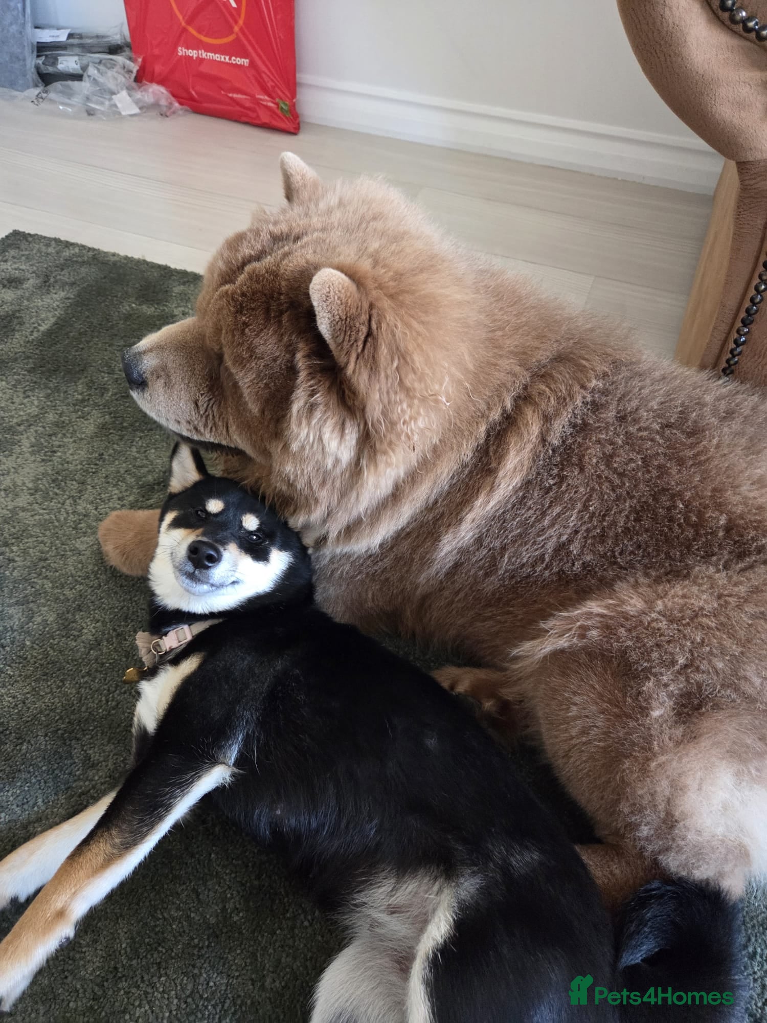 Mixed Breed dogs Chowba- Shiba Inu and Chow Chow cross - Advert 2