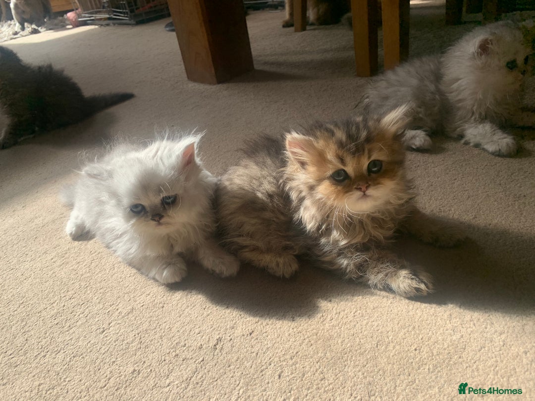 Persian cats for sale: 7 x beautiful persian kittens ready Thursday 14/08 - Image 16