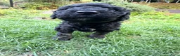 Labradoodle dogs for sale: Beautiful unique phantom/parti labradoodles - Advert 10