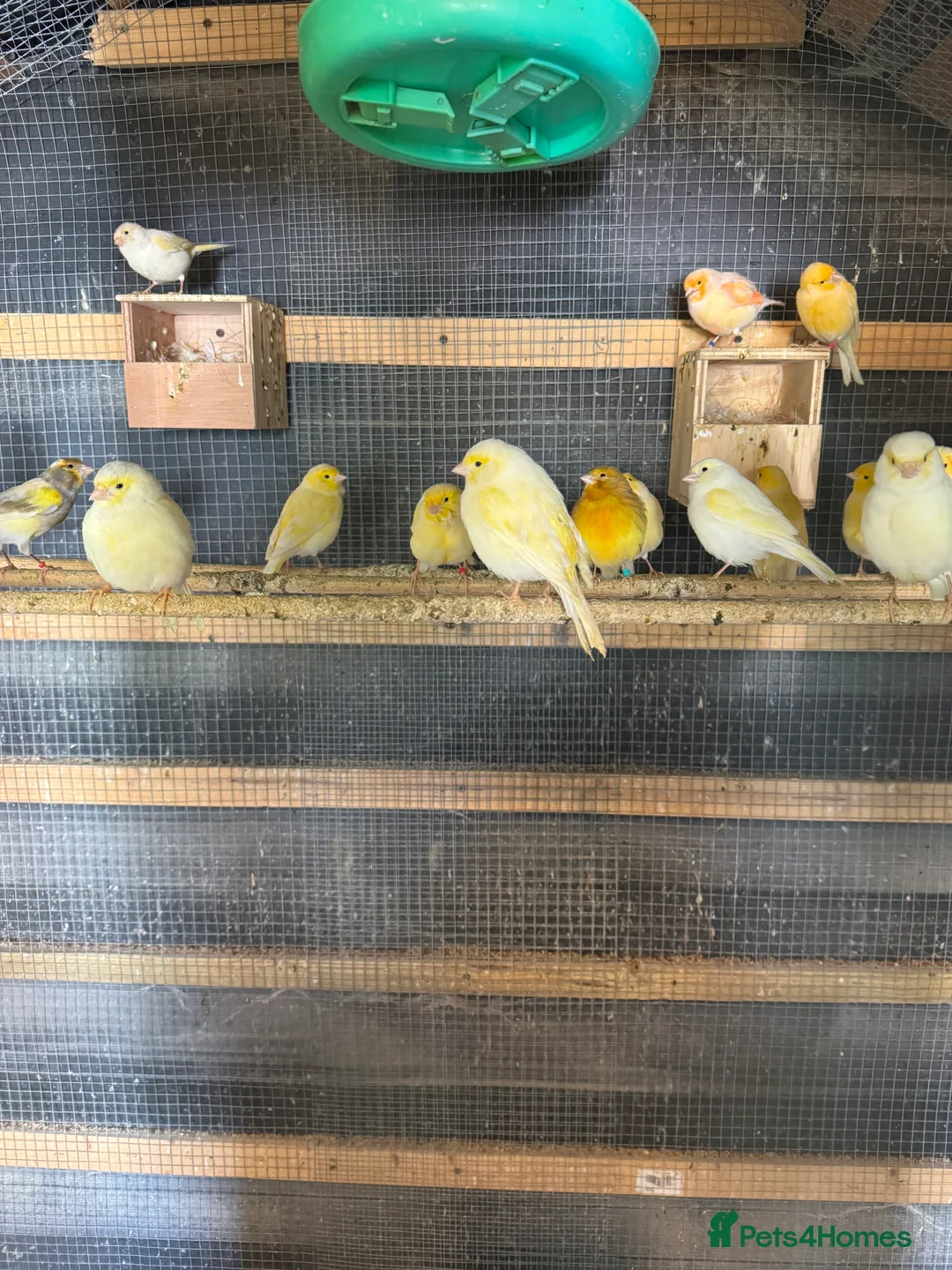 Canaries birds for sale: Canary for sale - Advert 7