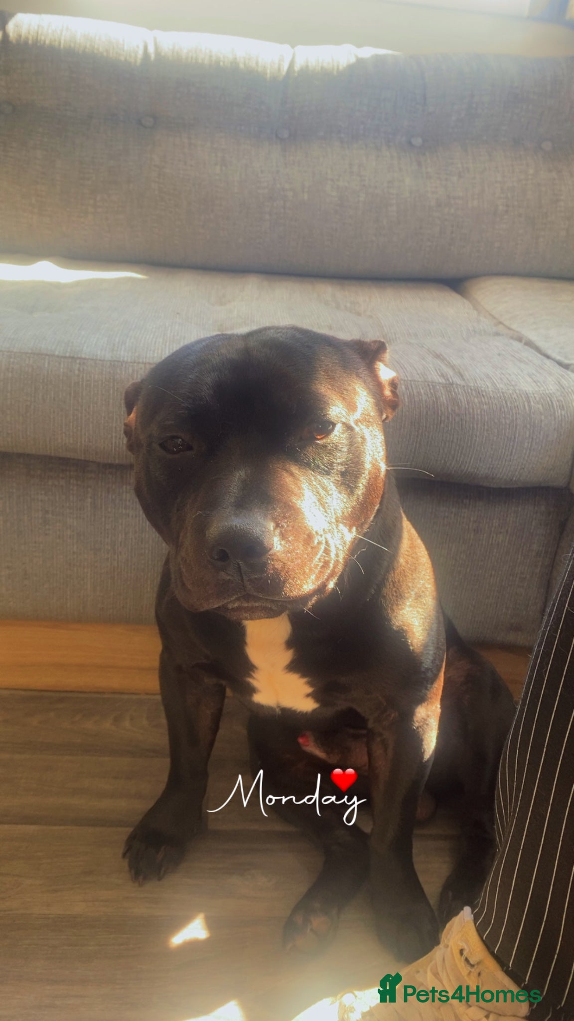Staffordshire Bull Terrier dogs 2 year old male Staffordshire bull terrior - Advert 3