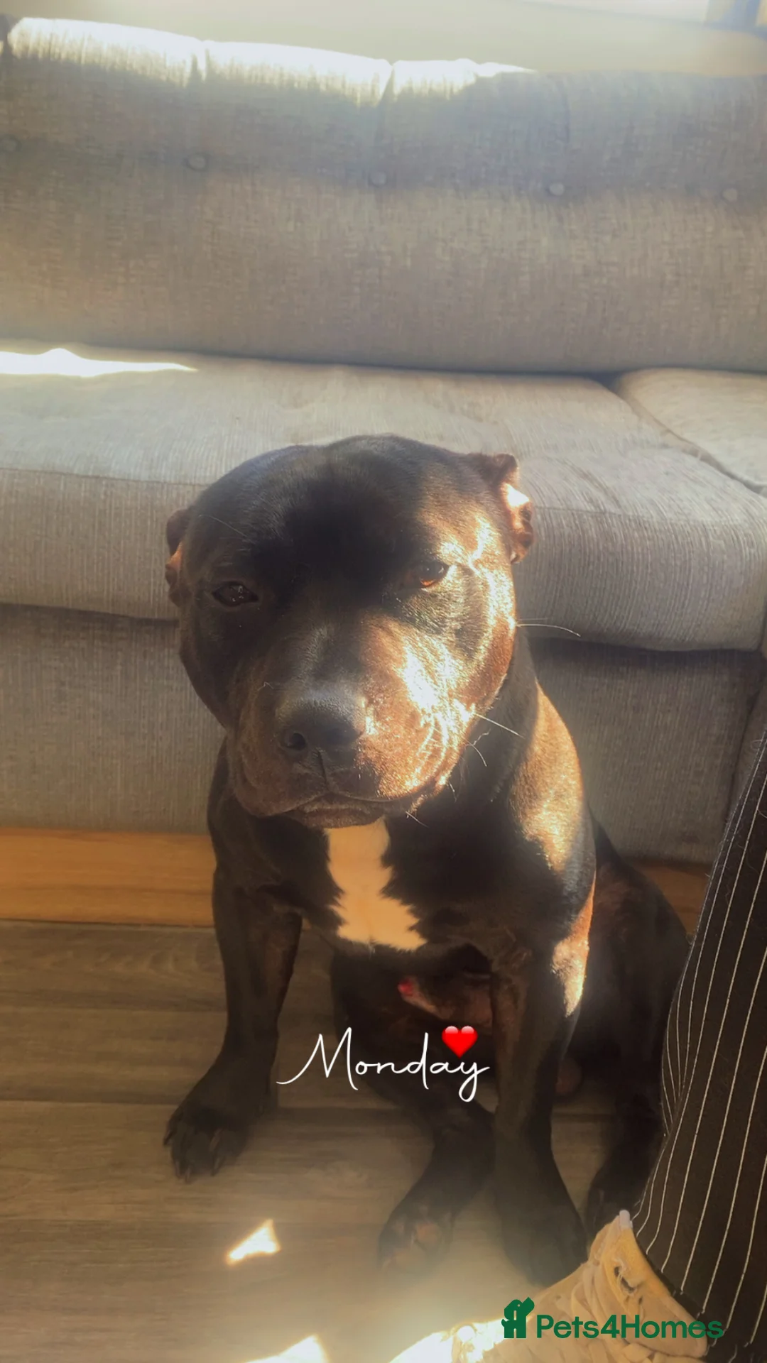 Staffordshire Bull Terrier dogs for sale: 2 year old male Staffordshire bull terrior - Advert 1