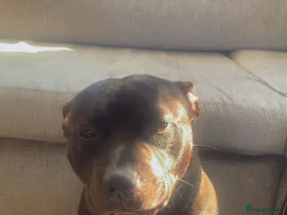 Staffordshire Bull Terrier dogs 2 year old male Staffordshire bull terrior - Advert 1
