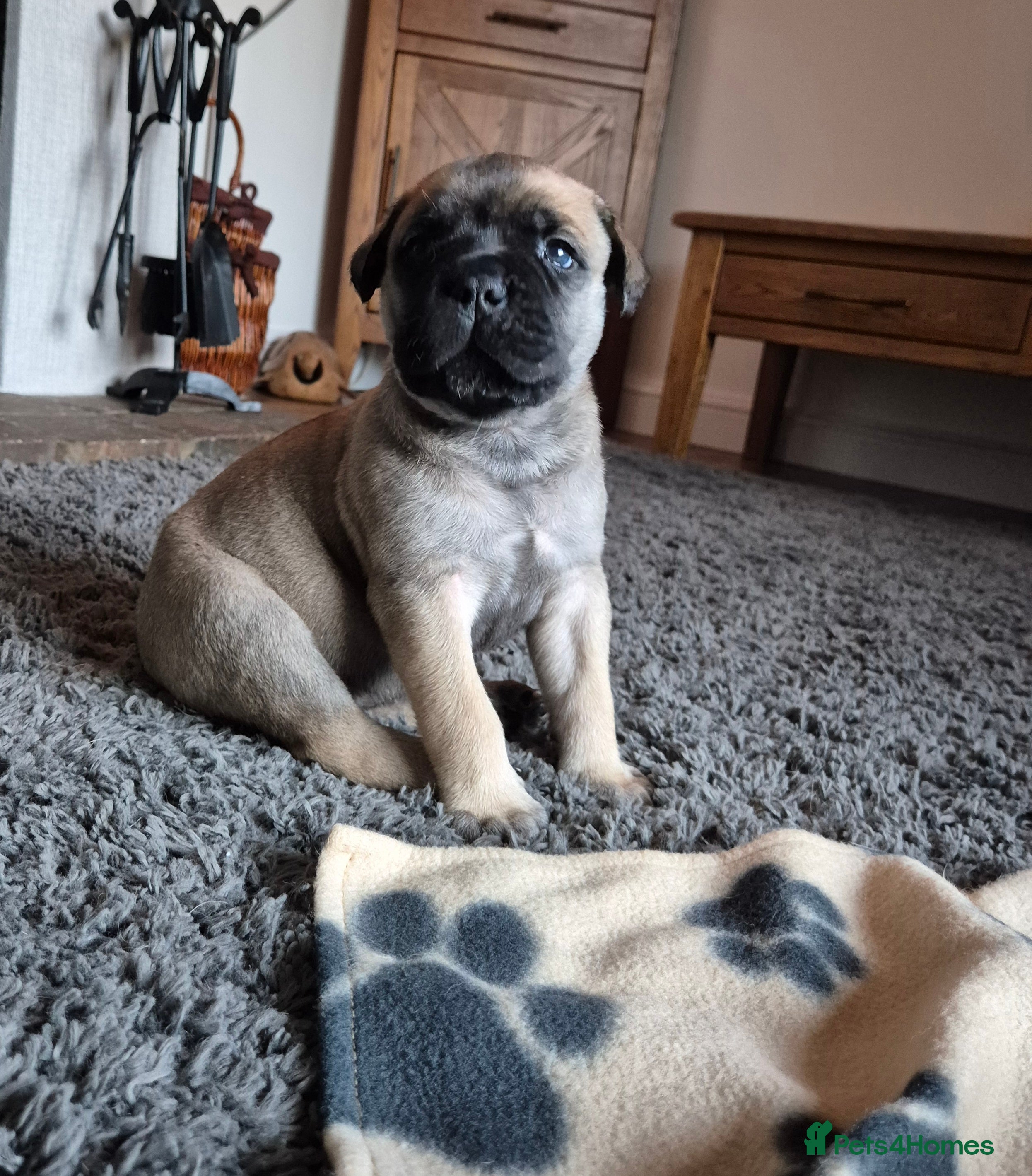 Bullmastiff dogs Beautiful Bullmastiff Puppies  - Advert 9