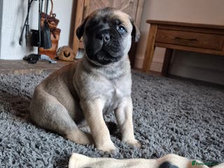 Bullmastiff dogs Beautiful Bullmastiff Puppies - Advert 1