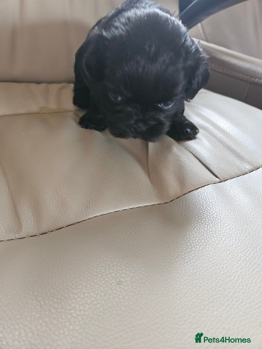 Shih Tzu dogs for sale: Stunning Shih tzu - Image 6