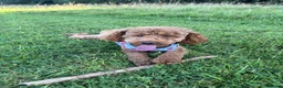 Toy Poodle dogs for sale: 🐾✨Exceptional Toy Poodle Puppies ✨🐾 - Advert 7